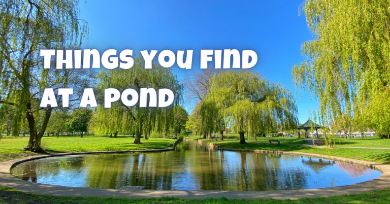 things you find at a pond